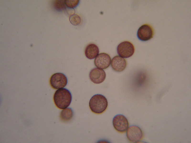 Microbotryum marginale-Bistorta officinale (7).JPG