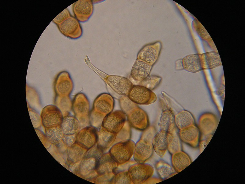 1000er Scheiden (3).JPG