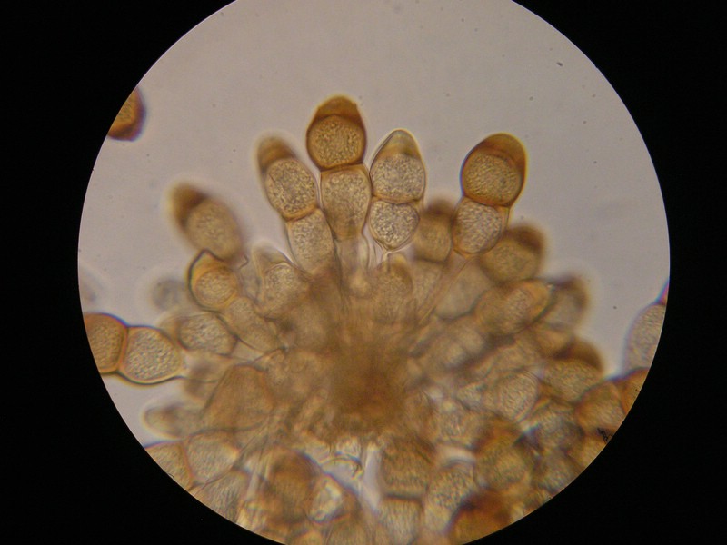 1000er Scheiden (9).JPG