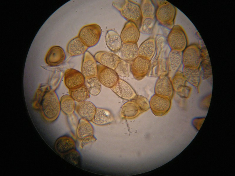 1000er Scheiden (24).JPG