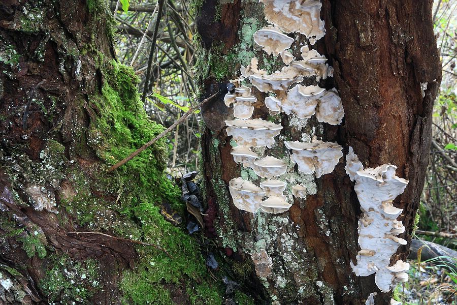 Bjerkandera fumosa - Fundort: An Weide im Feuchtgebiet (Hochrhein), ca. 400 m ü. M.