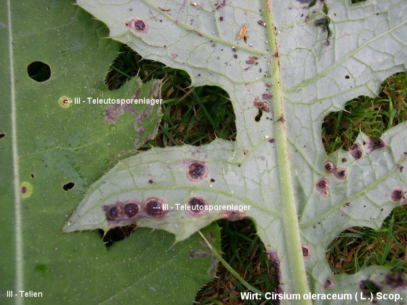 3-Puccinia cnici-oleracei-III-1.8.2.9.15.205c.JPG