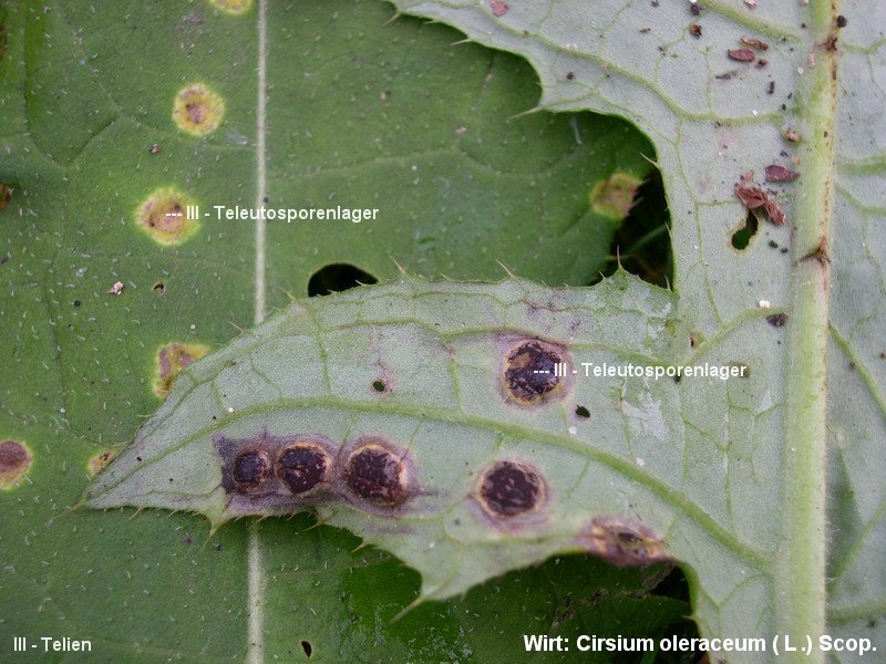 3-Puccinia cnici-oleracei-III-1.8.2.9.15.205d.JPG