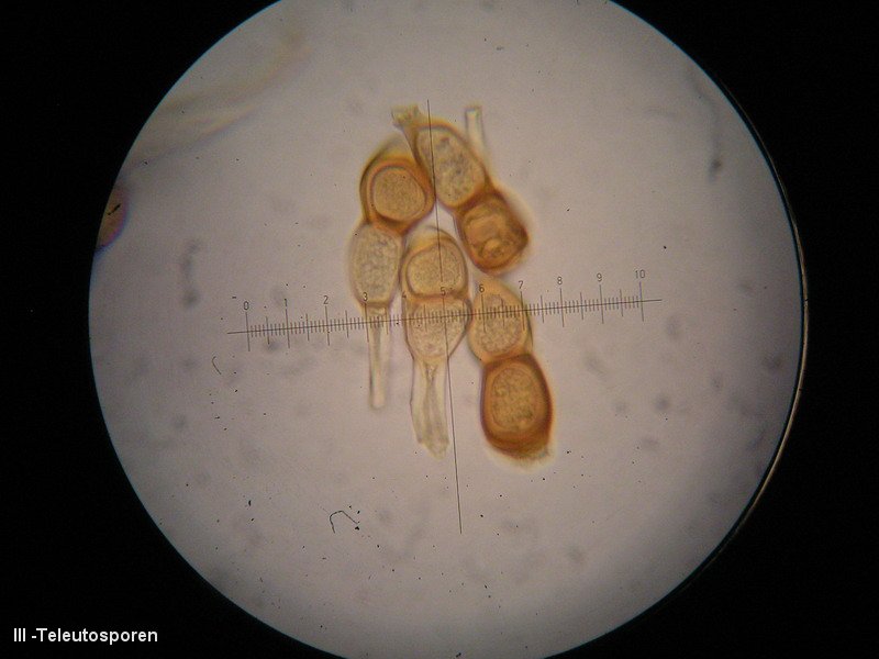 3-Puccinia cnici-oleracei-III-1.8.2.9.15.205M2-JK-Cirsium oleraceum.JPG
