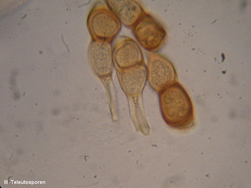 3-Puccinia cnici-oleracei-III-1.8.2.9.15.205M4-JK-Cirsium oleraceum.JPG