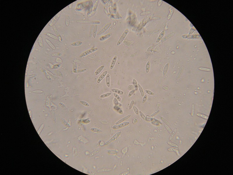 1000er Geigen (4).JPG