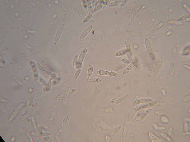 1000er Geigen (12).JPG