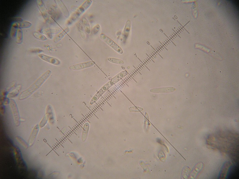 1000er Geigen (20).JPG