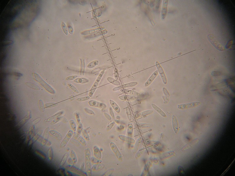 1000er Geigen (27).JPG