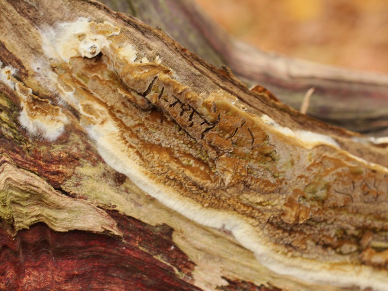 Coniophora puteana (3).jpg