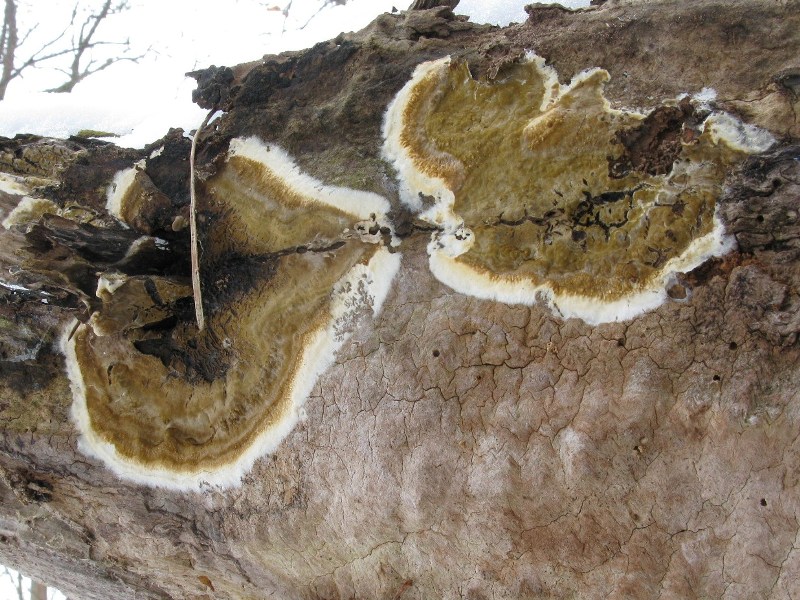 IMG_4232 - Kopie.JPG