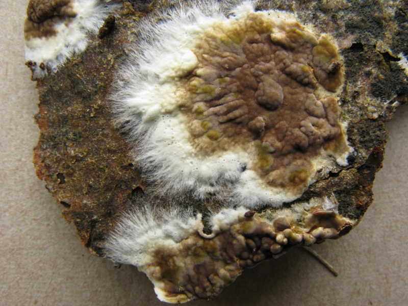 Coniophora puteana (5).jpg