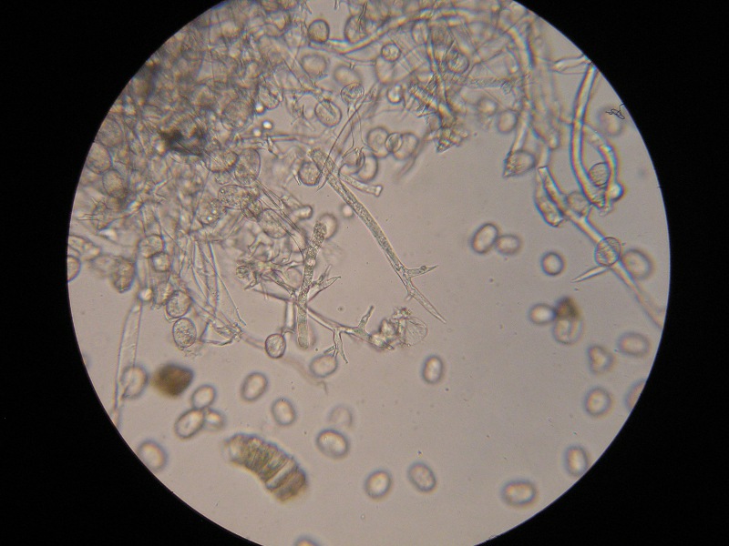 400er Gersheim (1).JPG