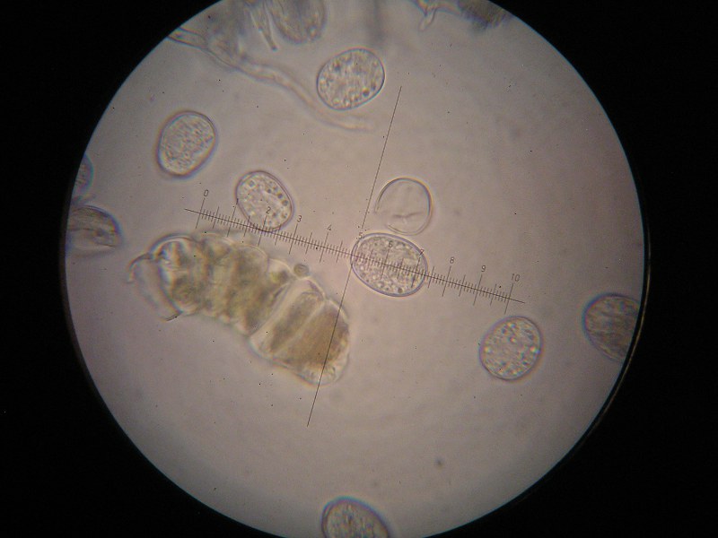 1000er Gersheim (5).JPG