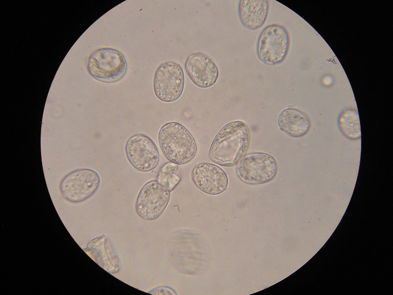 1000er Gersheim (9).JPG