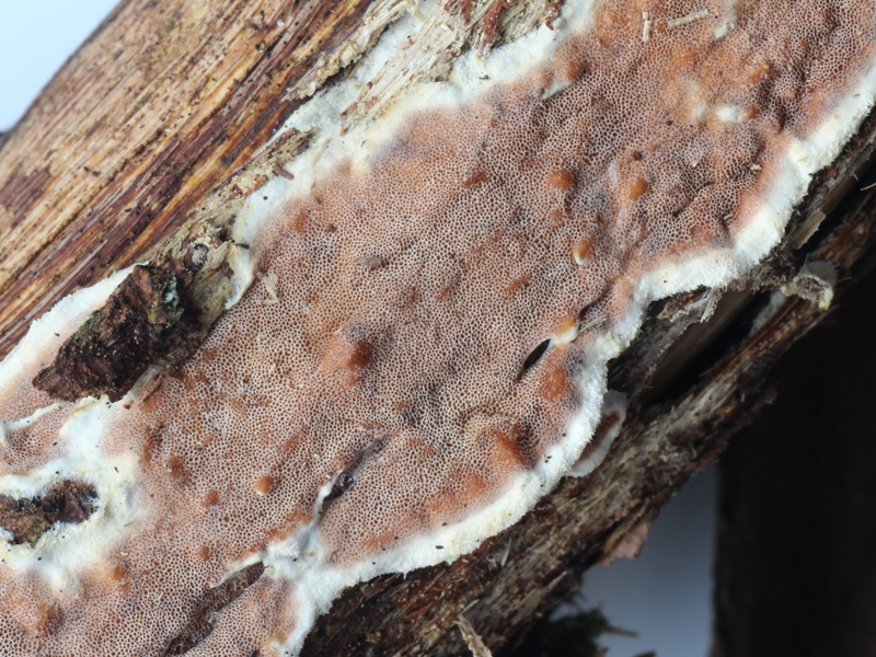 Gloeoporus dichrous (2).JPG