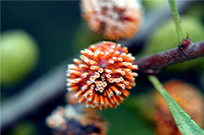 _DSC8739 Gymnosporangium_Rost an Cotoneaster, Ausschnitt, Licht, Schärfe, klein.JPG