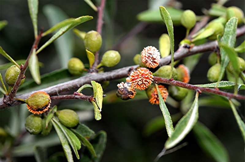_DSC8740 Gymnosporangium_Rost an Cotoneaster, Kontrast, Schärfe, klein.JPG