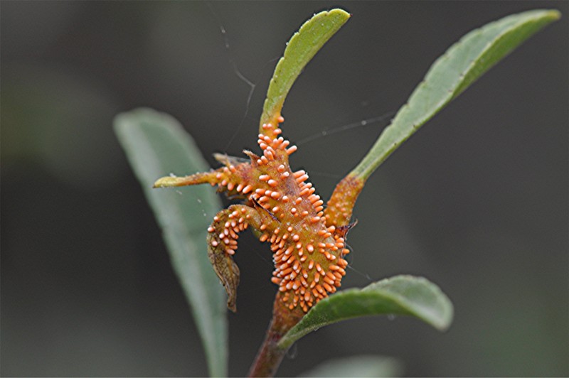 _DSC8742 Gymnosporangium_Rost an Cotoneaster, Ausschnitt, Schärfe, klein.JPG