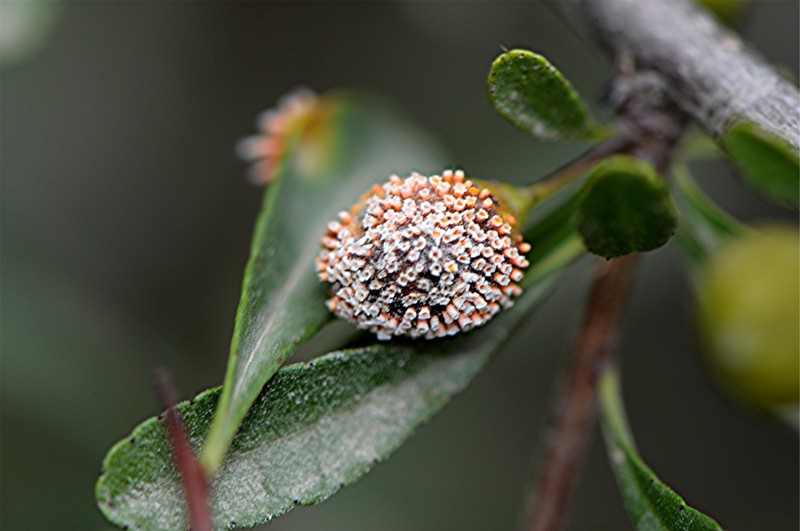 _DSC8744 Gymnosporangium_Rost an Cotoneaster, Ausschnitt, Kontrast, Schärfe, klein.JPG