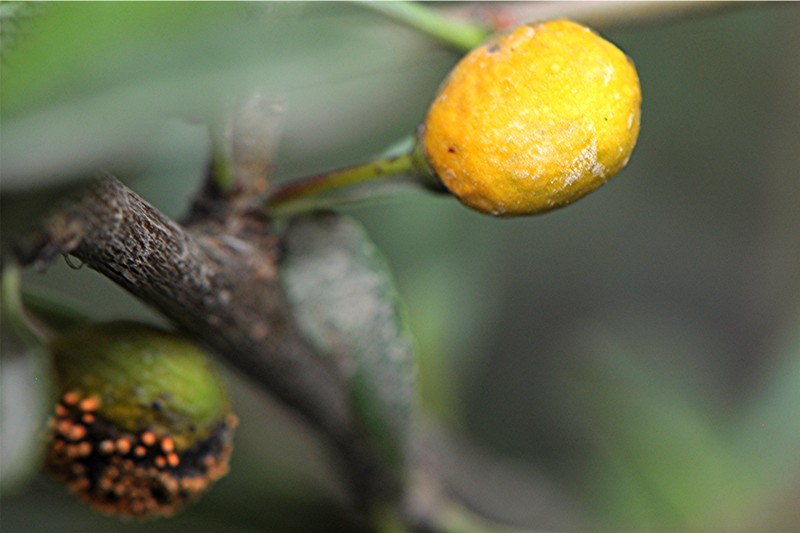 _DSC8745 Gymnosporangium_Rost an Cotoneaster, Ausschnitt, Kontrast, Schärfe, klein.JPG
