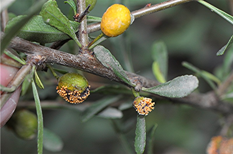 _DSC8746 Gymnosporangium_Rost an Cotoneaster, Ausschnitt, Kontrast, Schärfe, klein.JPG