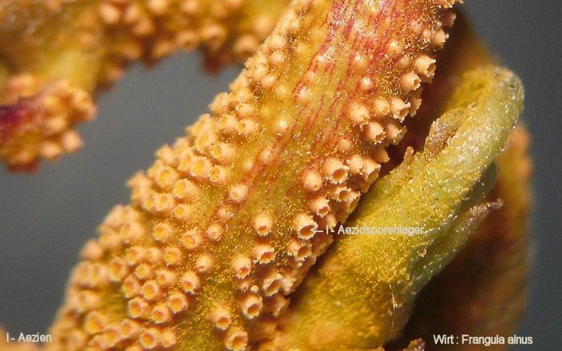 3-Puccinia coronata var. coronata-I-1.8.2.9.15.218u-HR.JPG