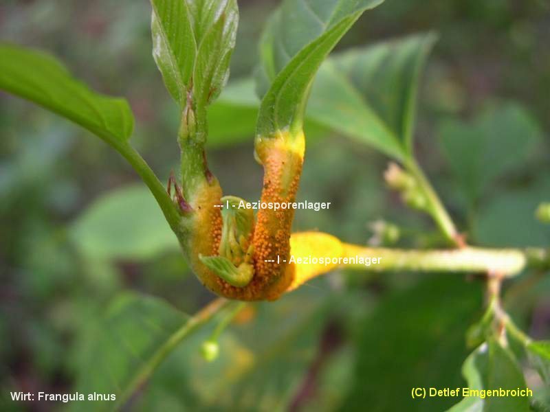 3-Puccinia coronata var. coronata-I-1.8.2.9.15.218b.JPG