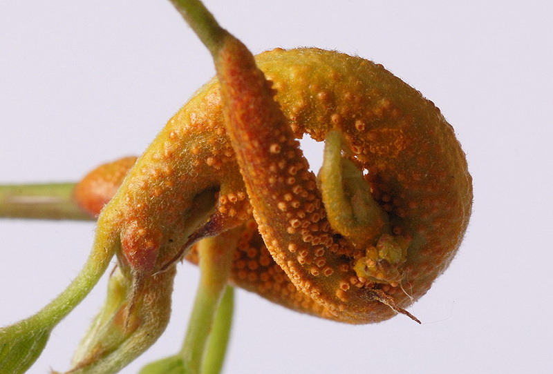 3-Puccinia coronata var. coronata-I-1.8.2.9.15.218t-HR.JPG