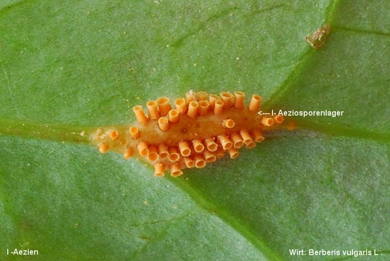 3-Aecidium teodorescui-I-1.8.2.15.2.47d-HR.JPG
