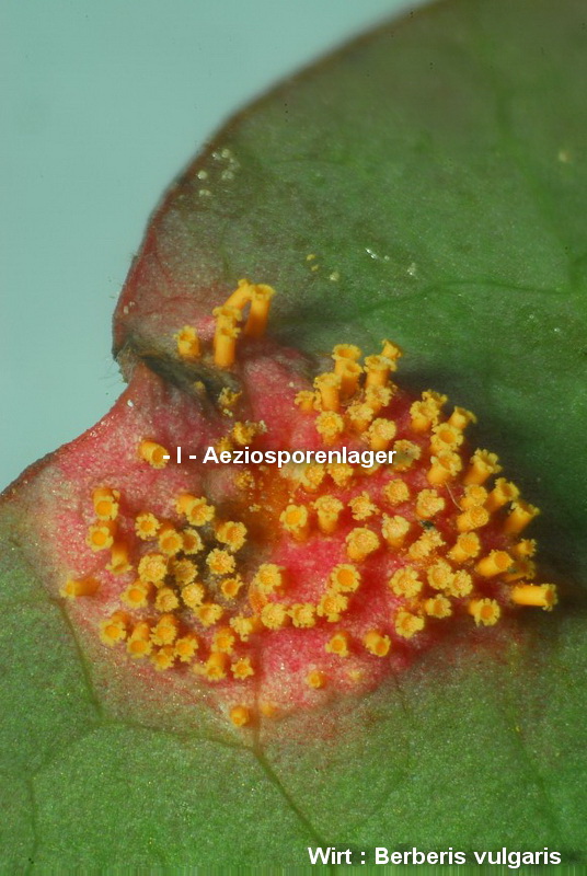 3-Aecidium teodorescui-I-1.8.2.15.2.47h-HR.jpg