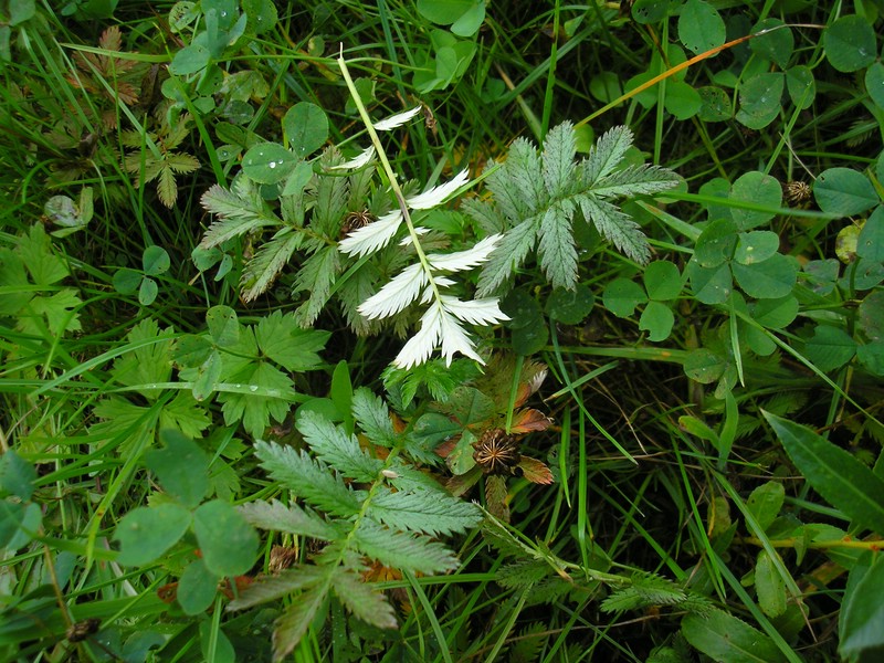 Werschweiler (1).jpg