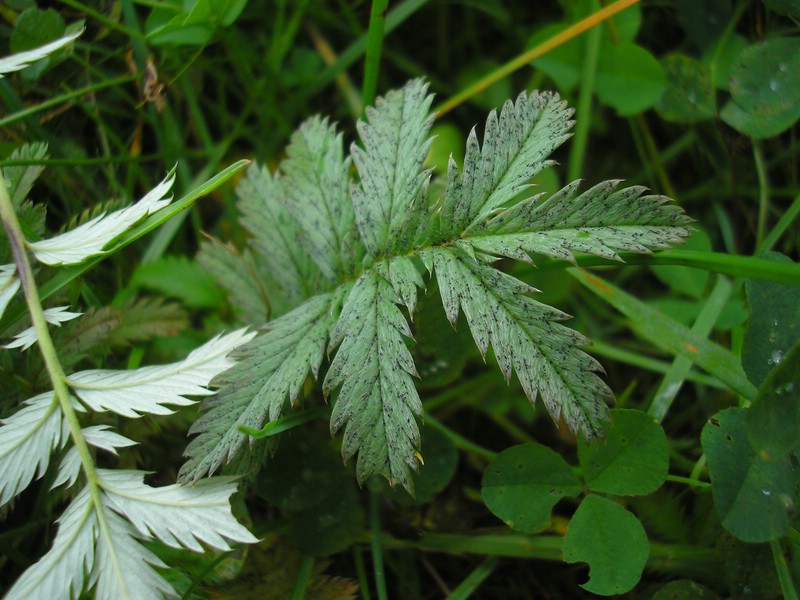 Werschweiler (2).jpg