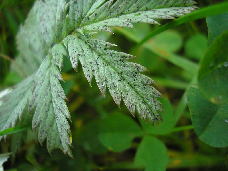 Werschweiler (3).jpg