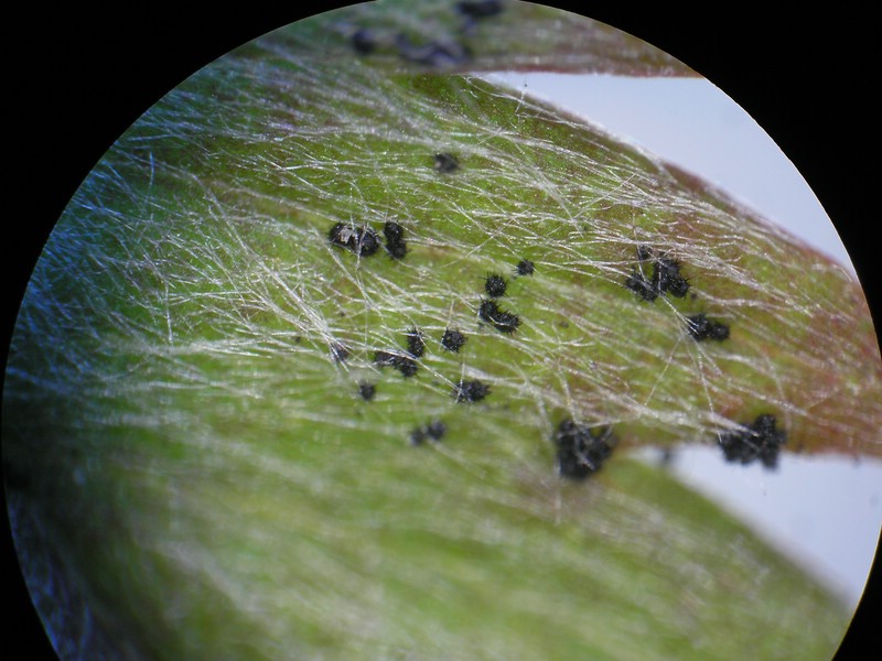 Werschweiler (11).jpg