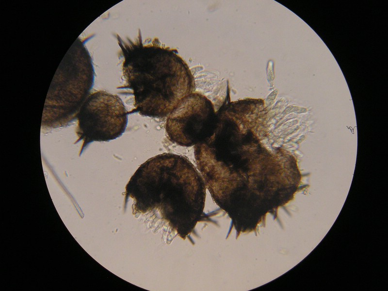 400er Werschweiler (1).jpg