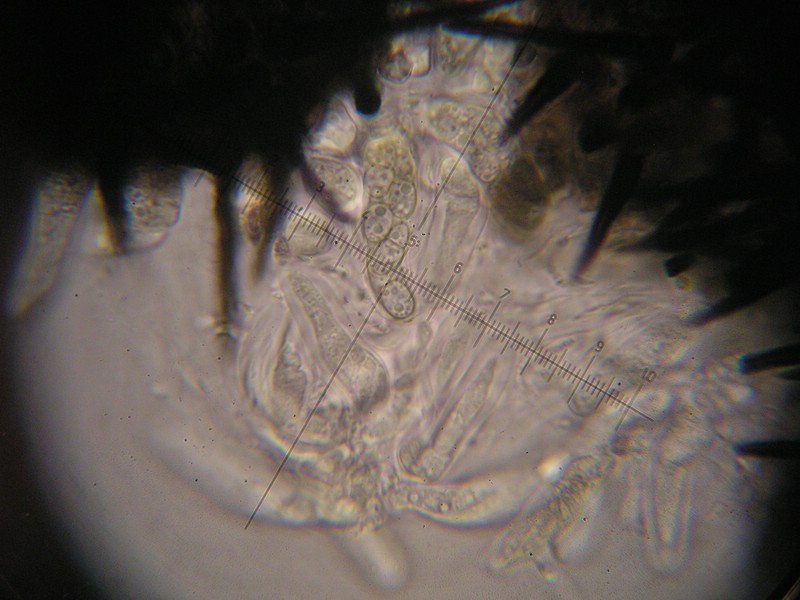 1000er Werschweiler (9).jpg