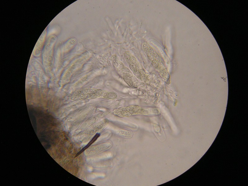 1000er Werschweiler (10).jpg