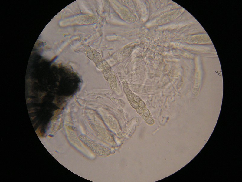 1000er Werschweiler (21).jpg