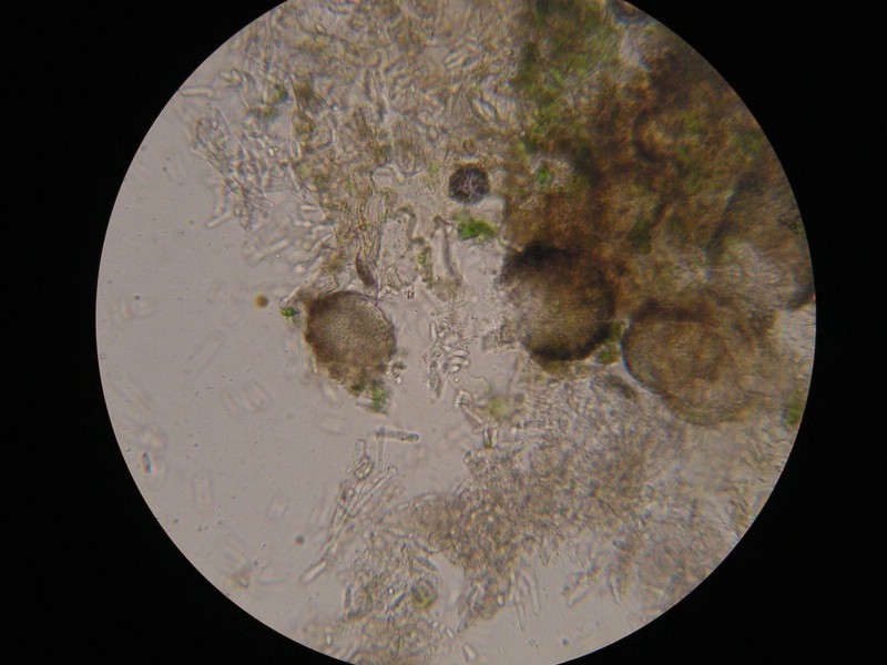 400er Reitscheid (1).jpg