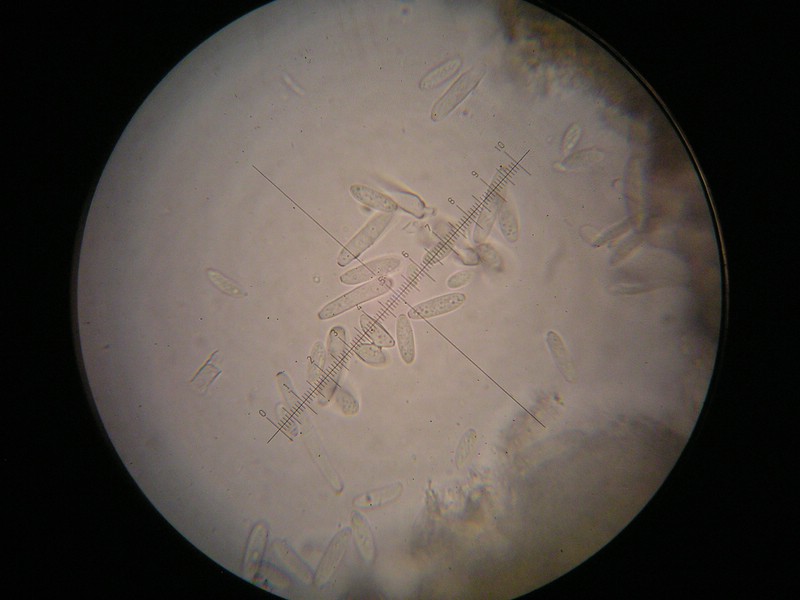 1000er Reitscheid (17).jpg