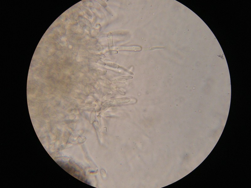 1000er Reitscheid (22).jpg