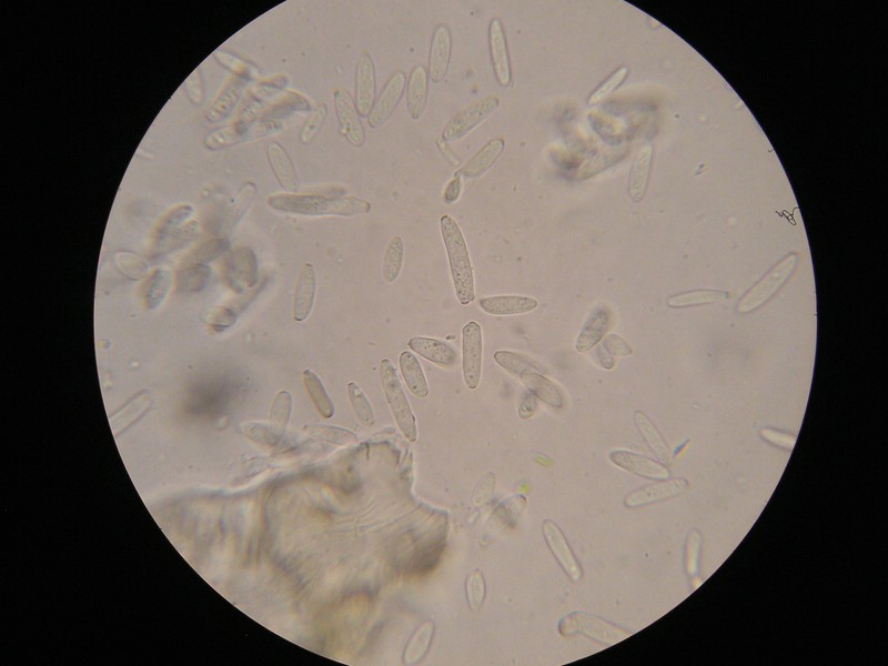 1000er Reitscheid (28).jpg