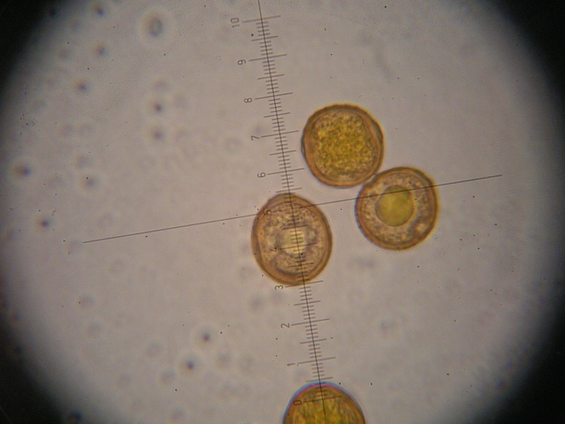 1000er Reitscheit (6).jpg