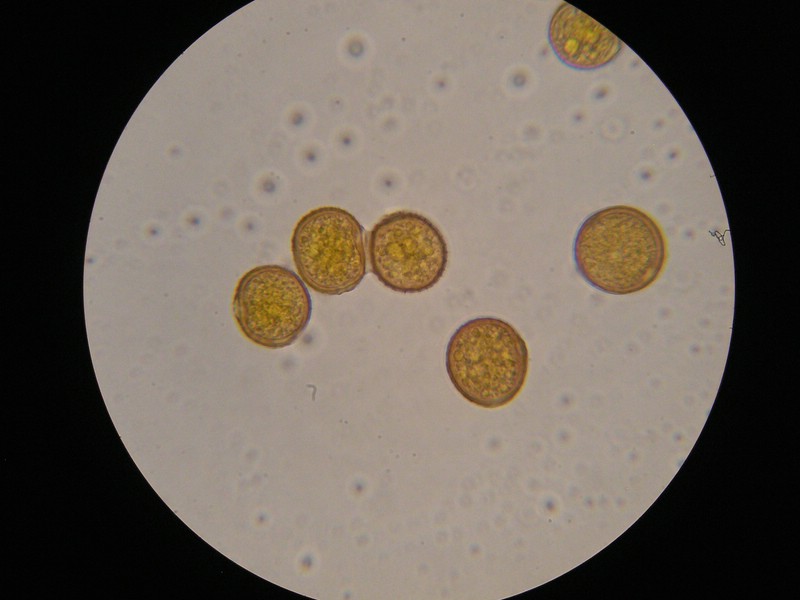 1000er Reitscheit (11).jpg