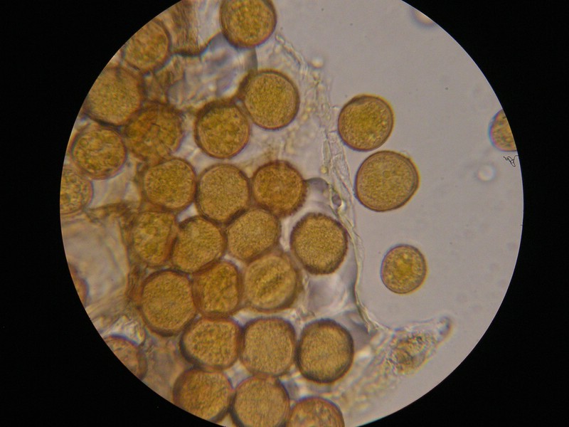 1000er Reitscheit (17).jpg