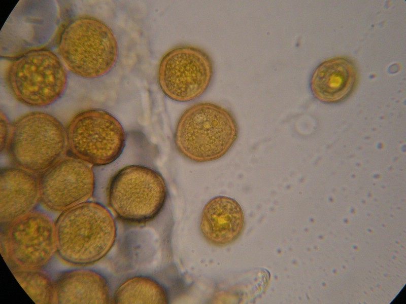 1000er Reitscheit (20).jpg