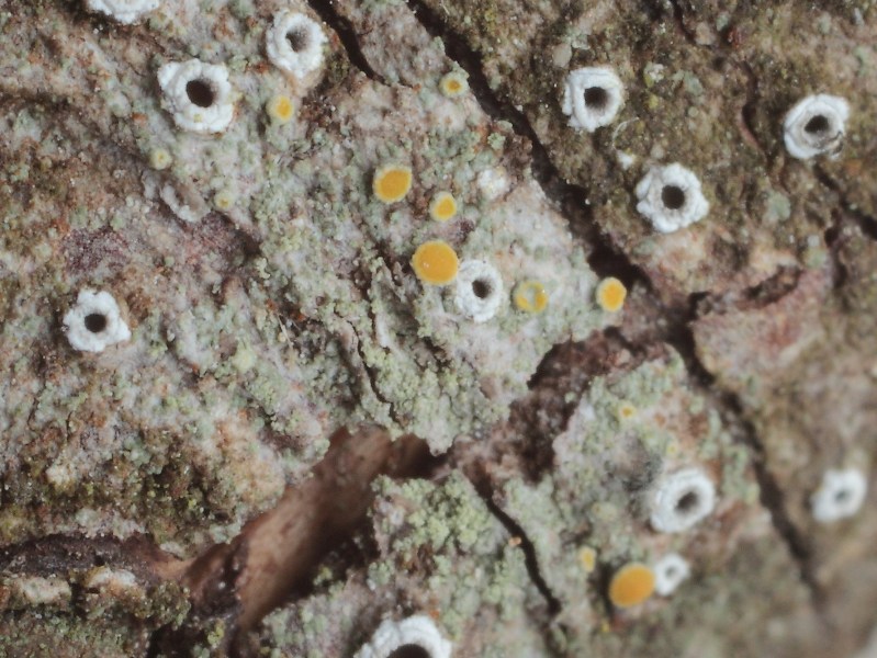 Zapfen_0395 - Kopie.JPG