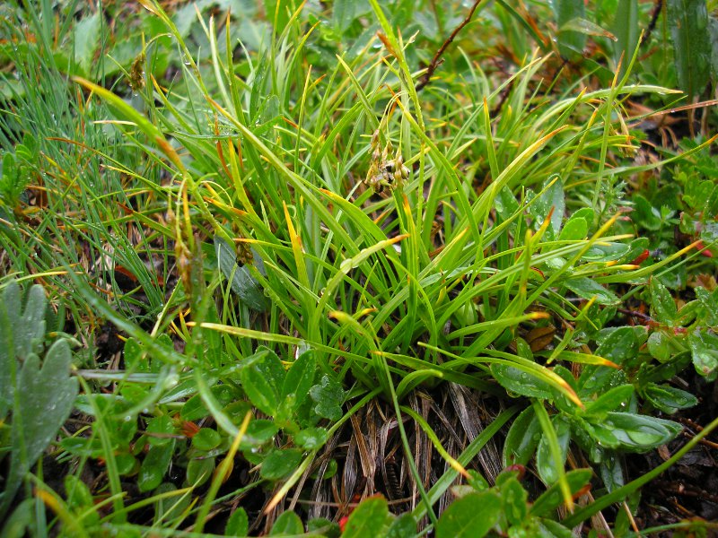 SalzburgerKreuz (2).JPG