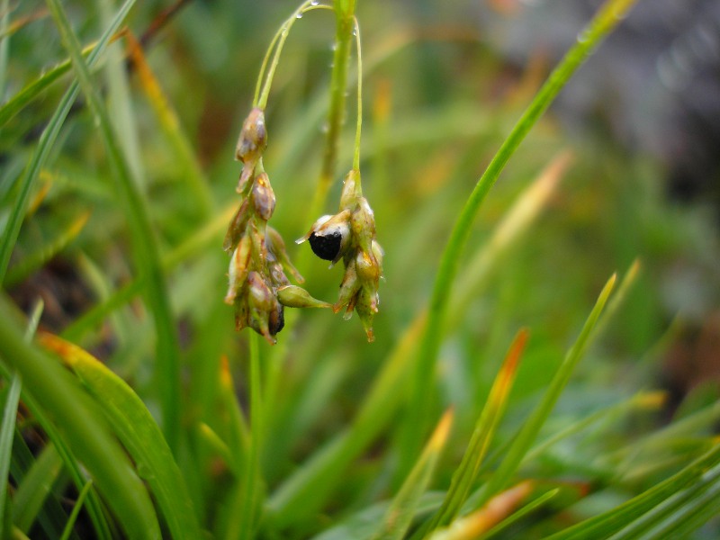 SalzburgerKreuz (4).JPG